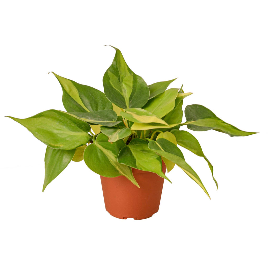PHILODENDRON BRASIL 4-inch