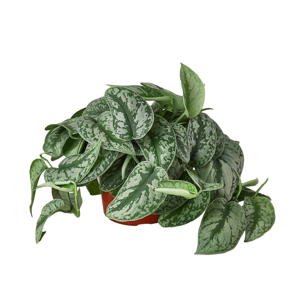 POTHOS SILVER SPLASH 6-inch