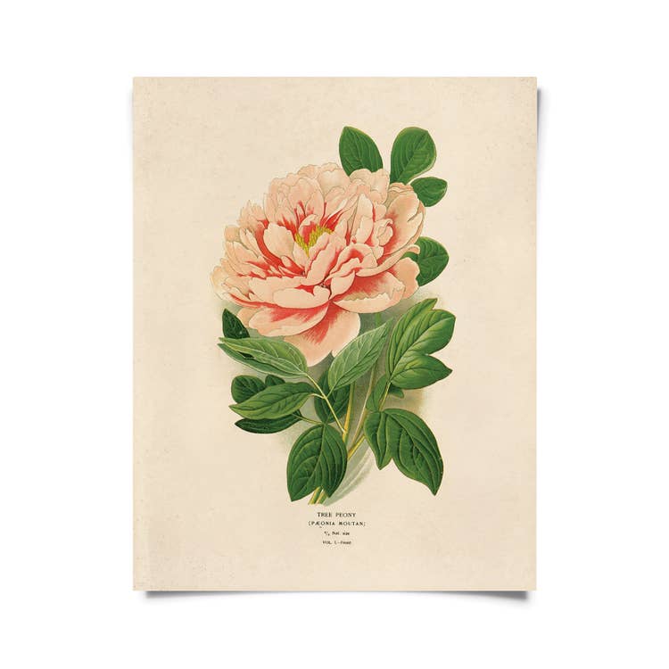 Vintage Botanical Peony Flower Print