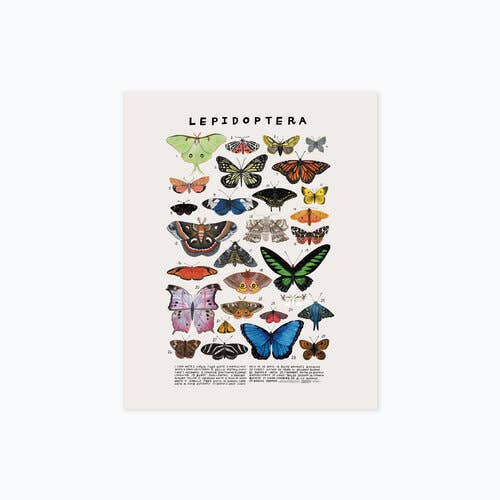 Creatures of the Order Lepidoptera Art Print