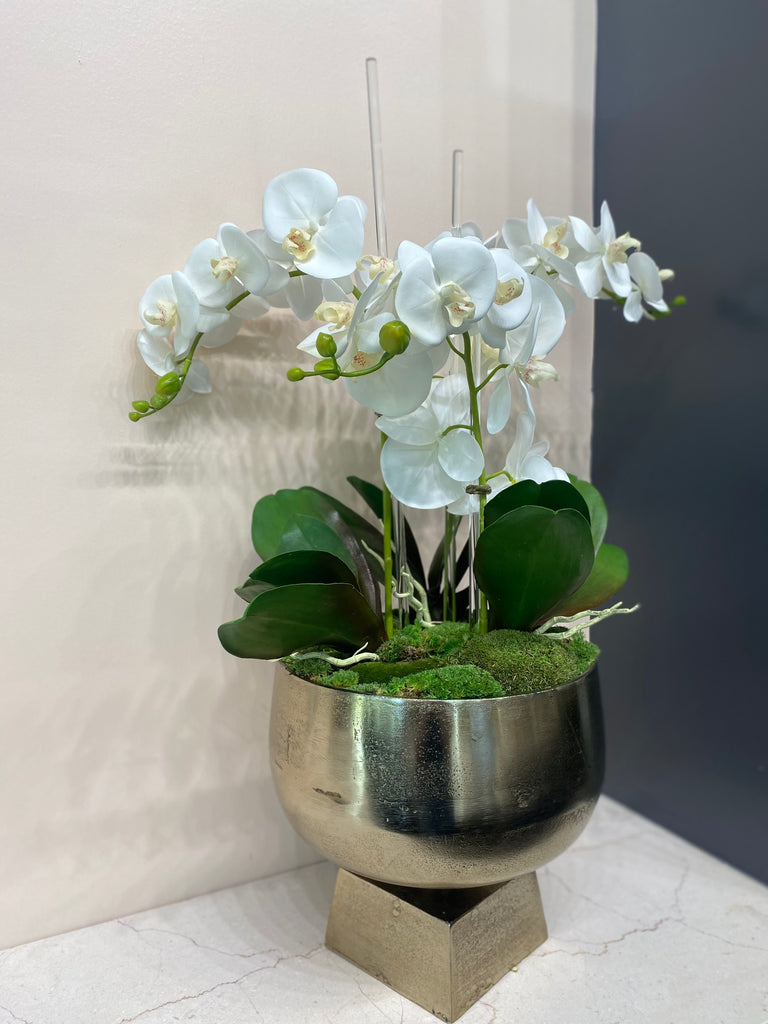 Forever Orchid Arrangement