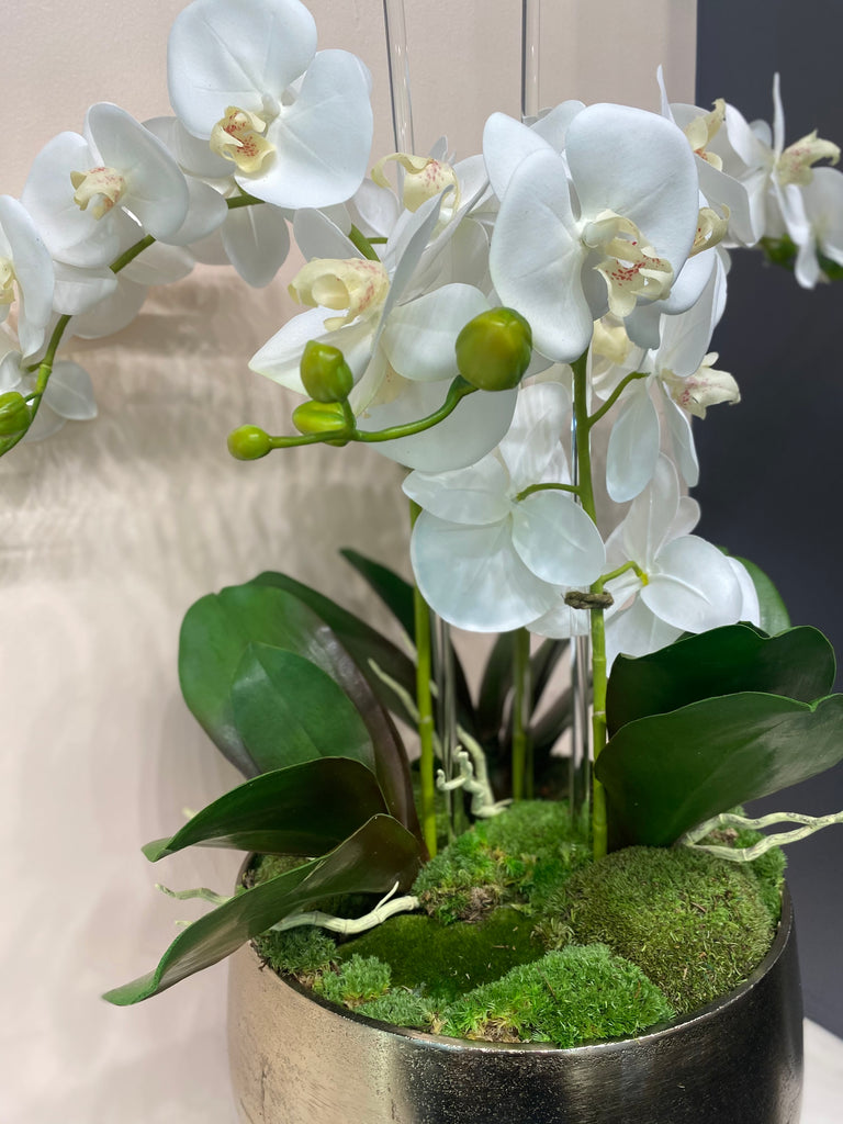 Forever Orchid Arrangement