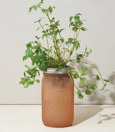 Parsley - Garden Jar