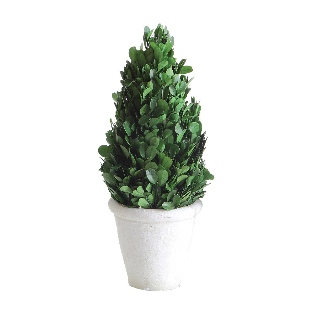 Preserved Boxwood Cone Topiary in Clay Pot