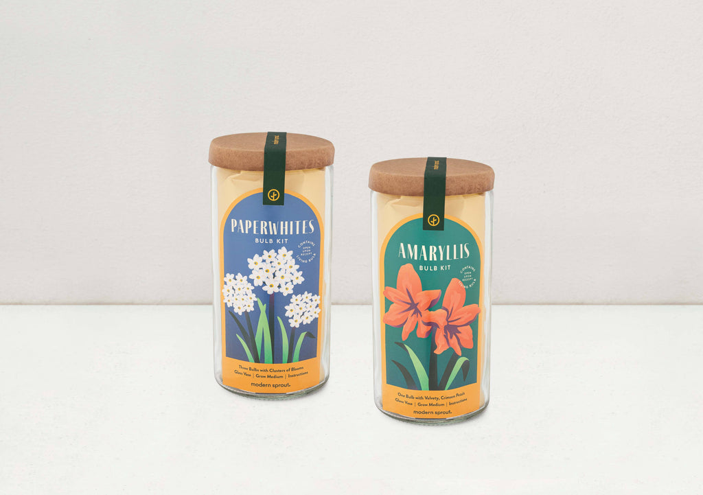Winter Bulb Kit - Amaryllis